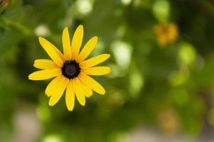 One chamomile flower with yellow petals close-up on a background of green vegetation. photo