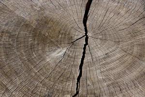 A large crack on a cut of an oak tree, texture, pattern, background. copy space. photo