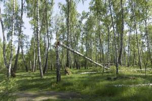 Fallen, broken birch trees after a strong wind. Crisis in nature. photo