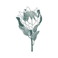 Hand drawn king protea flower. Sketch style illustration isolated on white background. Floral botanical element. Vector graphic African wildflower