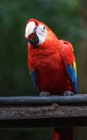 Portrait of Scarlet macaw photo