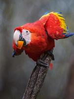 Portrait of Scarlet macaw photo