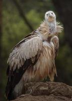 Eurasian Griffon in zoo photo