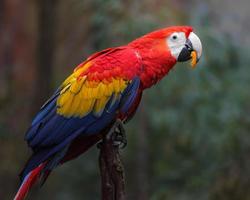 Portrait of Scarlet macaw photo