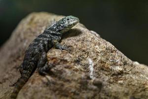 Spiny lizard on stone photo