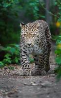 Portrait of Persian leopard photo
