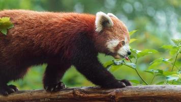 Red panda on log photo