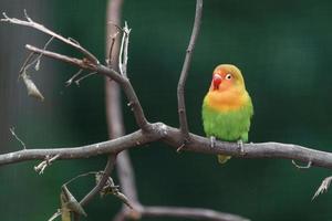 Fischer's lovebird on branch photo