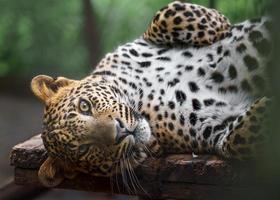 Sri Lankan leopard photo