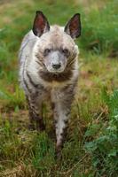 Portrait of Striped hyena photo