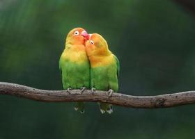 Fischer's lovebird on branch photo