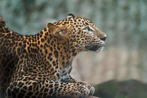 leopardo de Sri Lanka