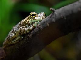 Mission golden-eyed tree frog photo