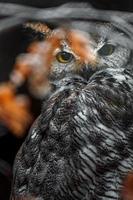 Great horned owl photo