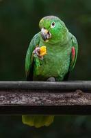 Amazonia harinosa del sur foto