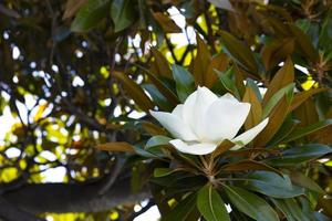 White blooming beautiful magnolia flower on a tree with green leaves. photo