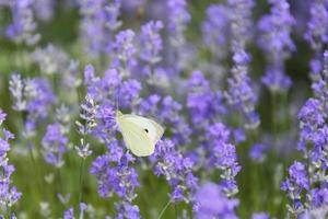 Close-up of lavender flowers with a small white butterfly, selective focus.