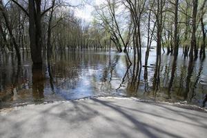 Spring flood on a river in Europe as a result of seasonal snowmelt and groundwater rise, flooding of a footpath. photo