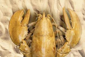 Marine huge brown lobster crayfish with large claws. Dry skeleton. photo