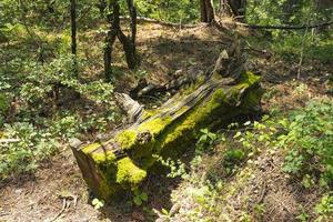 The trunk of an old fallen tree overgrown with moss in a mountain forest. photo