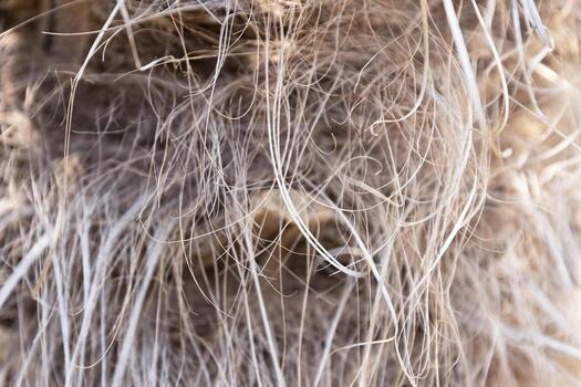 Close-up texture, bark of a palm tree trunk, Trachycarpus Fortunei. Dry hairy cover in the form of a background. photo