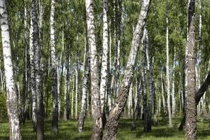 Birch grove in spring, birch tree trunks as a background. photo