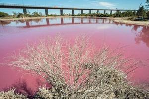 The dead plant at salt pink lake at west gate park in Melbourne, Victoria state of Australia. photo