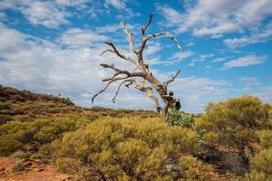 The mystery shape of lone dead tree at Kings Canyon of Northern Territory state of Australia. photo