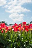 The red tulip flowers in Tesselaar tulip festival in Silvan town, Victoria state of Australia. photo