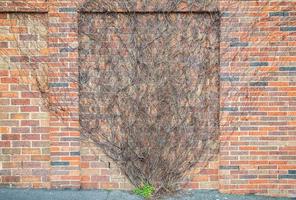 Brick wall with drying ivy climbing on the wall. photo