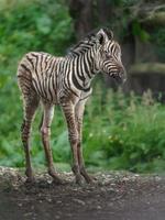 Burchell's zebra in zoo photo