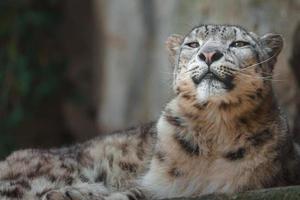 leopardo de las nieves en el zoológico foto