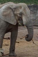 African bush elephant photo