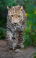 retrato de leopardo persa
