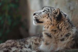 leopardo de las nieves en el zoológico foto