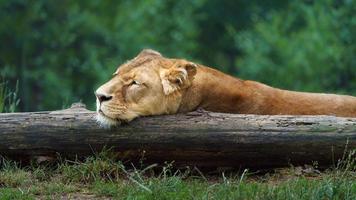 Lioness in zoo photo