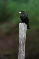 Common blackbird on branch