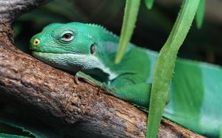 iguana con bandas de fiji foto