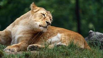 Lioness in zoo photo
