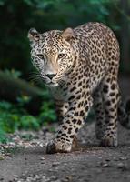 retrato de leopardo persa foto
