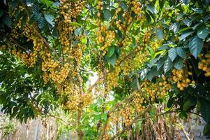 Burmese grape tree with abundant fruits in growing. Burmese grape is an evergreen tree native in Asia. photo