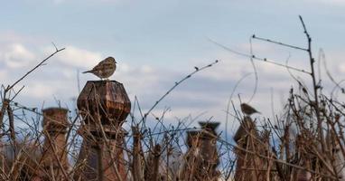 Sparrows on a tombstone named kopjafa in a reformed church graveyard photo