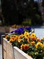 flores violetas amarillas y moradas en una caja de madera en el parque foto