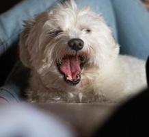 Bichon maltes dog yawning in the bed photo