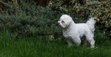 Bichon maltes staring at something in the grass photo