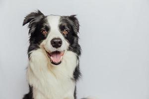 Cute puppy dog border collie with funny face isolated on white background. Cute pet dog. Pet animal life concept. photo