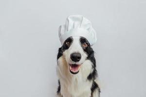 Funny puppy dog border collie in chef cooking hat isolated on white background. Chef dog cooking dinner. Homemade food restaurant menu concept. Cooking process. photo