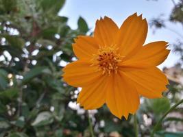 Orange cosmos flower on green background photo