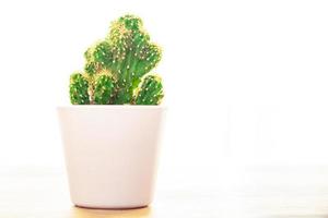 cactus espinoso planta suculenta siempre verde interior flor en maceta foto
