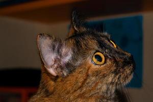 Face of a cat watching above portrait of a feline domestic pet photo